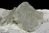 Pyrite Replaced Brachiopod (Paraspirifer) Fossil on Shale - Ohio #136656-1